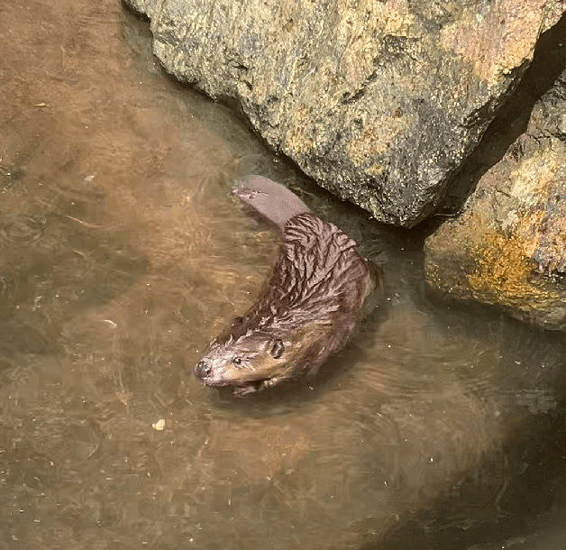 ぷかぷか～気持ちよさそうな赤ちゃんビーバー　画像提供：姫路セントラルパーク