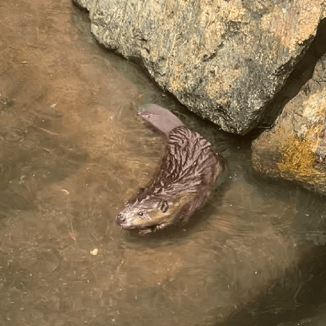 ぷかぷか～気持ちよさそうな赤ちゃんビーバー　画像提供：姫路セントラルパーク