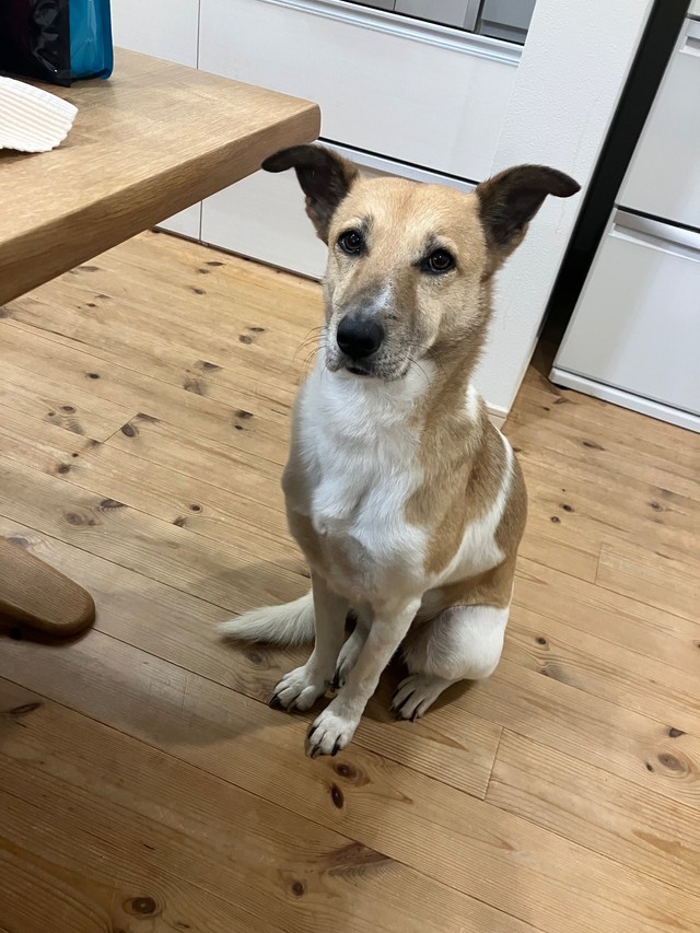 愛情を注がれやっとわがままを言えるようになったルビー