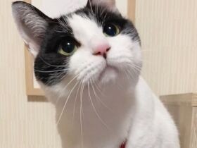 ケガして助けを求めに来てくれたMIX猫「はち子」　いっぱい幸せにするからね