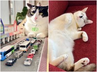 おっとりした性格の「りお」（左）と、へそ天でくつろぐ「ゆき」（右）（岡村さん提供）