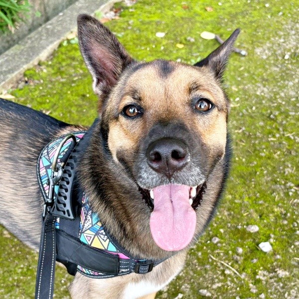 朝散歩中、飼い主さんを見つめて笑みを浮かべるばつ丸くん（画像提供：あやさん）