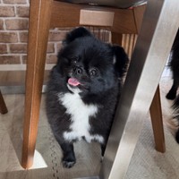 にっこり笑顔がキュートなくつしたちゃん（画像提供：信楽焼たぬきのくつしたさん）