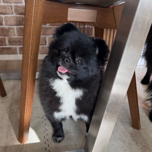 にっこり笑顔がキュートなくつしたちゃん（画像提供：信楽焼たぬきのくつしたさん）