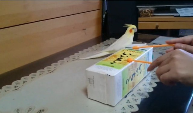 焼酎の箱が大好きないいちこインコさん（提供：いいちこインコの飼い主＠花沢りん吉さん）