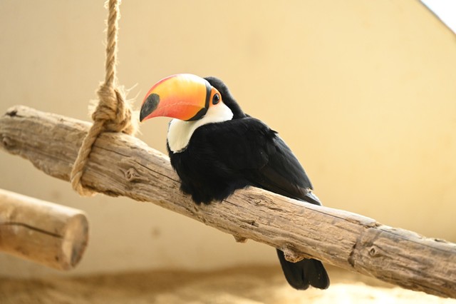 ニフレル（大阪府吹田市）にて（ニフレル提供）