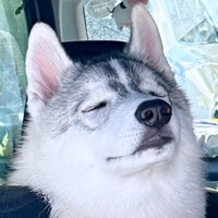 表情豊かな福丸くん。そっと目を閉じた姿もイケワンです（画像提供：ふくまる＋ぶな＝さん）