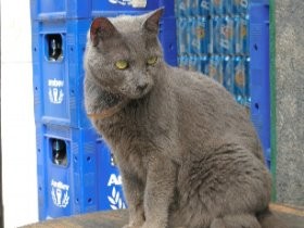 酒屋には店番猫　路地での出会い　五輪のリオで