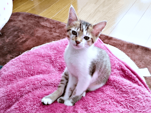 すくすくと成長していったつくねちゃん（画像提供：猫目さん）