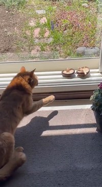 やっぱり、ムリムリムリ～（画像提供／はなださん