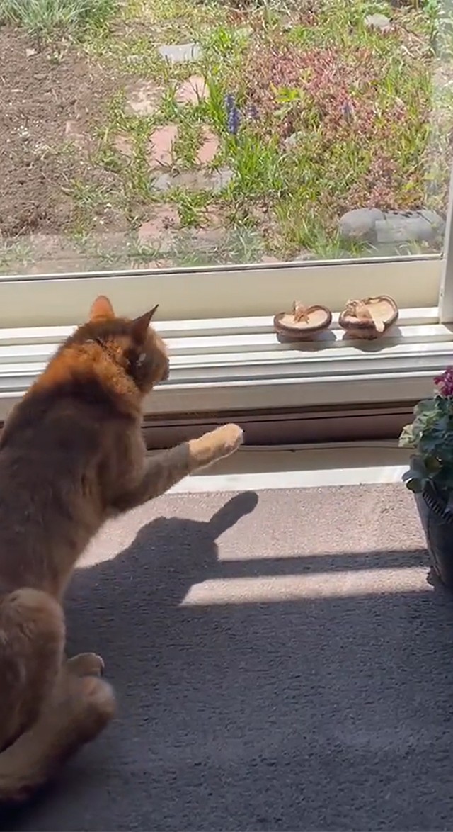 やっぱり、ムリムリムリ～（画像提供／はなださん