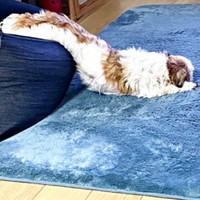 クッションからとろけ落ちるコタロウくん（画像提供：コタロウだよさん）