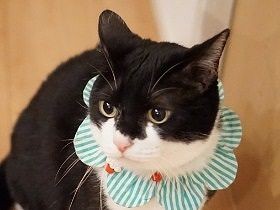 異色のマンガ家は猫が大好き　コスプレ姿に猫ビックリ