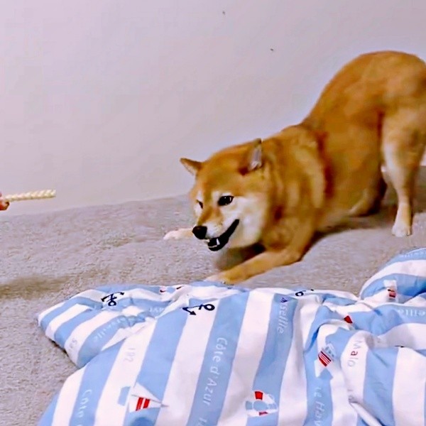 おやつ前、「謎の儀式」をはじめたポンちゃん（画像提供：柴犬 ポン2さん）
