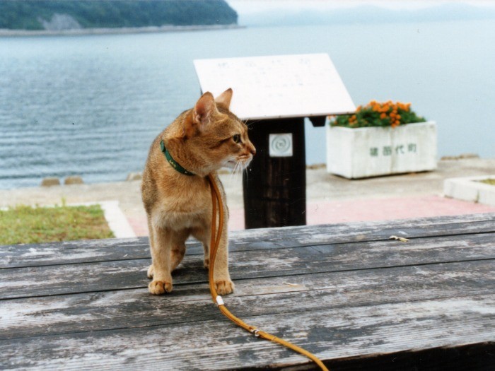 家族旅行にもついてきました。とはいえ猫連れでは親戚の家に泊まるぐらいでしたけど