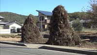 冬の風物詩「芋づるの塔」づくり　収穫したサツマイモのつるで…香川・小豆島