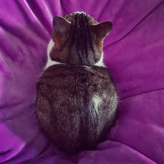 寒いから丸くなってみた