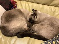 愛猫の鯵くんと鮭くん