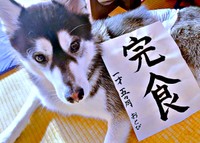 2026年の目標は「完食」。書き初めとおとびくんおとびくん（画像提供：おとび シベリアンハスキー（カイヌシ：ナルコ）さん）