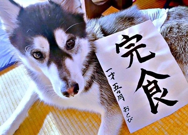 2026年の目標は「完食」。書き初めとおとびくんおとびくん（画像提供：おとび シベリアンハスキー（カイヌシ：ナルコ）さん）