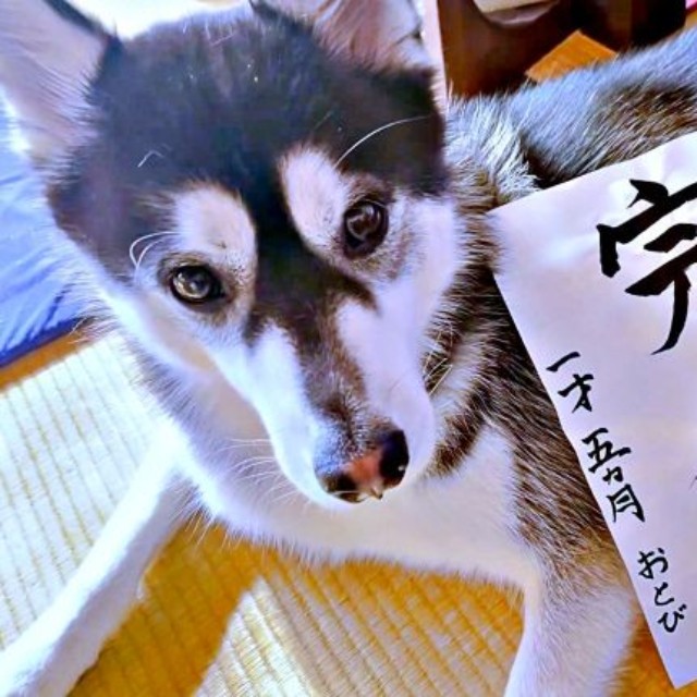 2026年の目標は「完食」。書き初めとおとびくんおとびくん（画像提供：おとび シベリアンハスキー（カイヌシ：ナルコ）さん）