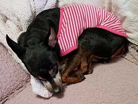 愛犬ココが深夜に鳴いて「徘徊」、冬場の小さな悩み