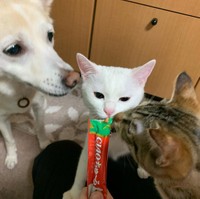 子猫たちを優しく見守るつぼみちゃん