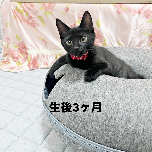 生後2カ月の夜千代さん（画像提供：yozo工房さん）