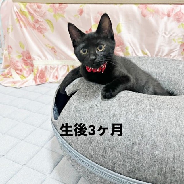生後2カ月の夜千代さん（画像提供：yozo工房さん）