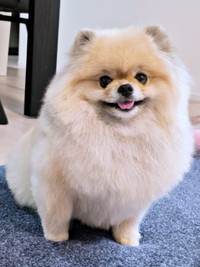 にっこり笑顔が愛らしいボスくん（画像提供：ポメラニアン ボスさん）