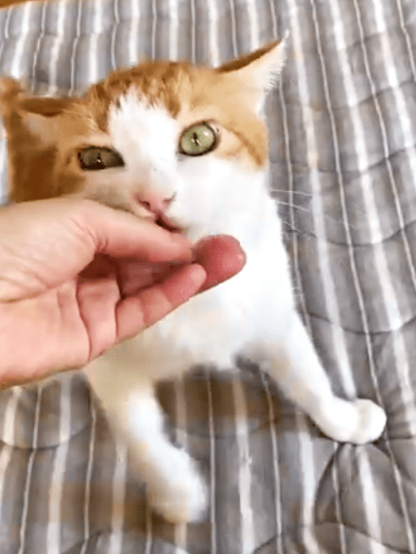 飼い主さんに甘える若林くん（画像提供：たいしおさん）