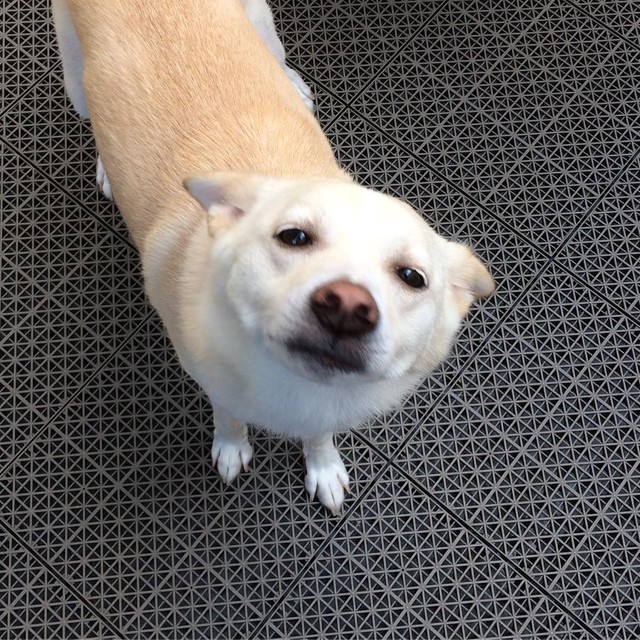 ほわわんとしてゆるキャラみたい