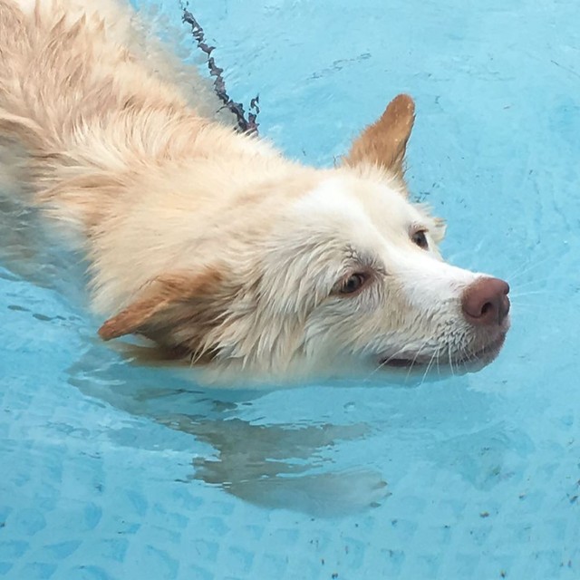 プールで夏を満喫！