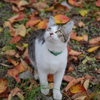 紅葉が映える子猫時代の京太くん