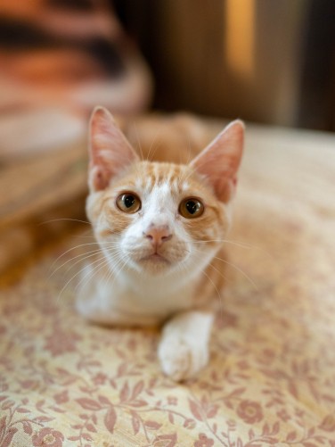 鎌倉ねこの間時代の小筆(wecaさん提供)

