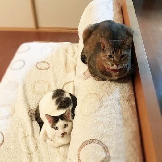 ボムとほど良い距離