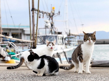 いつのまにか猫が寄ってくる…　北九州の猫島「藍島」