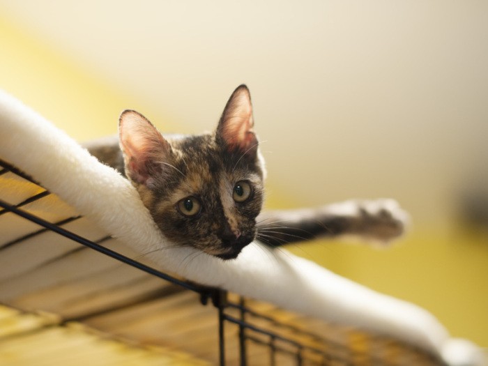 「耳面（みみも）です。斗売（とめ）と姉妹なの。よく似てるでしょ」（小林写函撮影）