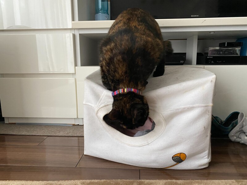 「うまくできたね、今日は上から入ろうかな」とレオちゃん（辻さん提供）