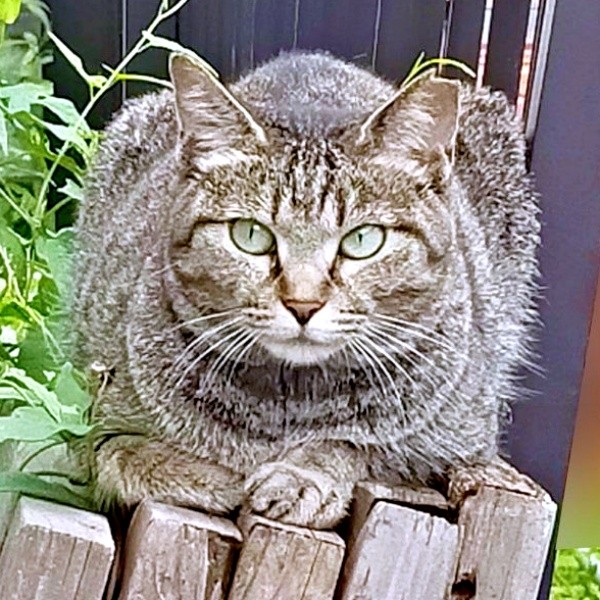 地域猫だったちあきさん。保護後、表情が変わってーー（画像提供：青い人さん）