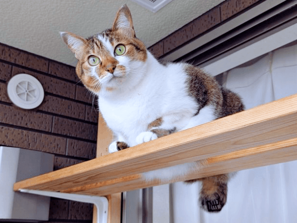 高所から外の様子をうかがうつくねちゃん（画像提供：猫目さん）