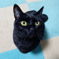 ごはんのおかわりを待つナツちゃん（画像提供：ミキサーさん）