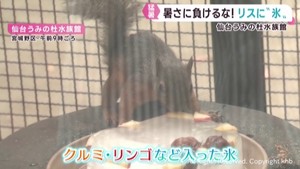 暑さが苦手な二ホンリスに好物のクルミが入った氷をプレゼント　仙台うみの杜水族館