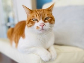 神社で倒れていた首に大けがした子猫　「金太郎」と名付けられ、健康優良児に成長