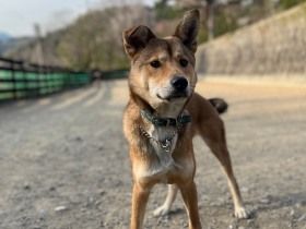 パナソニック保護犬猫譲渡会　一般社団法人日本愛犬愛護協会から参加予定の犬たち（４）