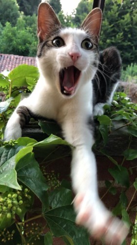 自動車工場に住み着いている野良お母さんから生まれたジージョ。車に乗って遊ぶのが大好き。