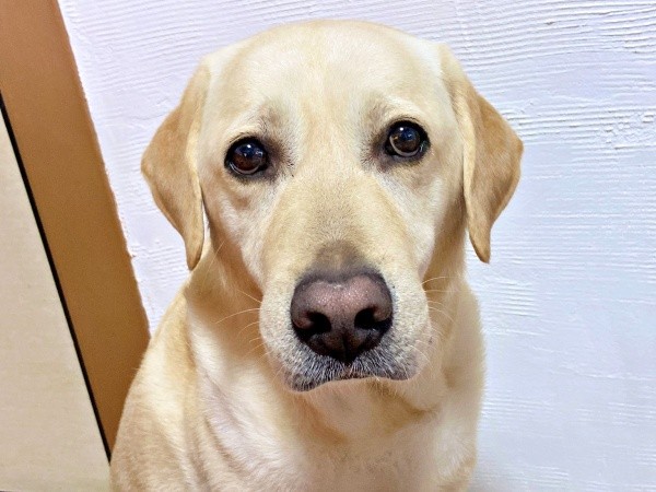 「ご飯、食べてません」の顔をするロキくん（画像提供：ロキの相方さん）