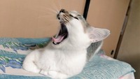 現在のテリトリーの和室でリラックスするあさりくん。香箱座りはまだ苦手みたい