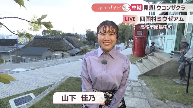 【中継】これから満開！「ウコンザクラ」を四国村ミウゼアムで楽しんで　高松市【いまココ！ナビ】