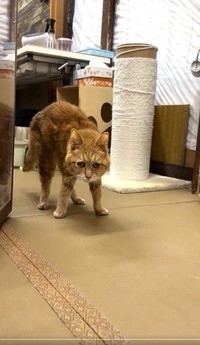 半身不随で、歩くこともできない状態だったというリーちゃん（「にゃんたまチャンネル」さん提供、Xよりキャプチャ撮影）